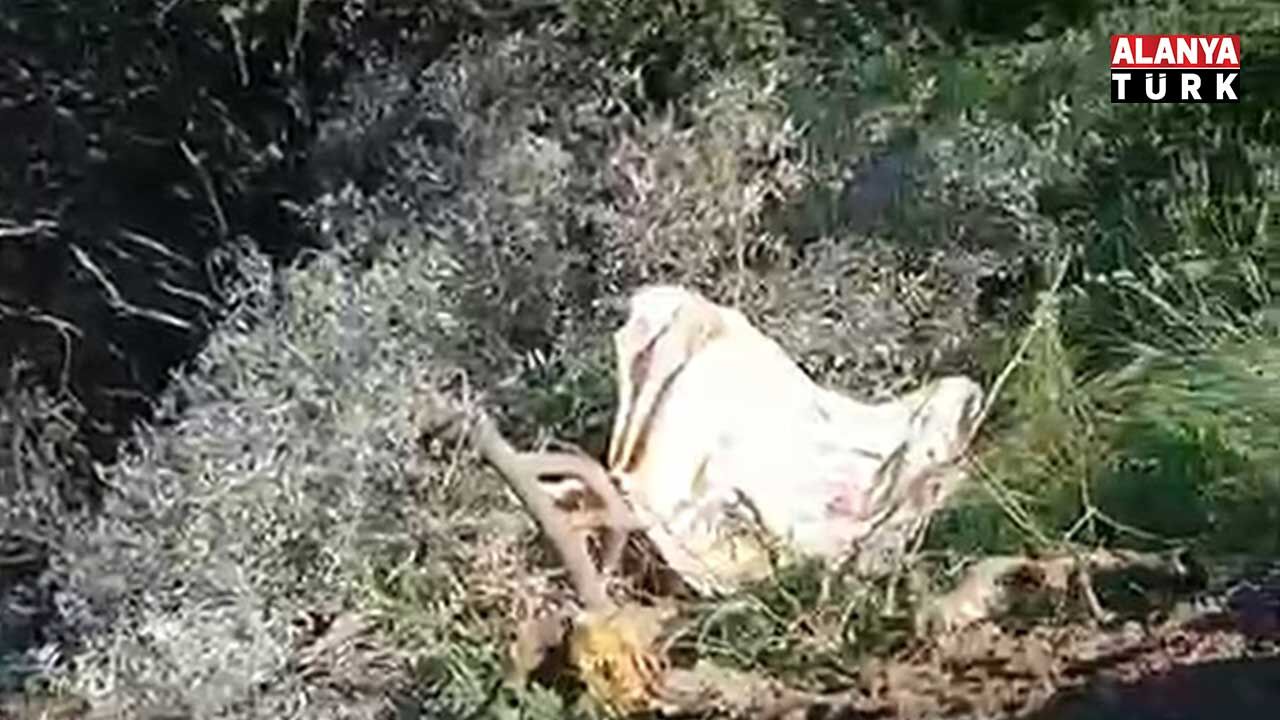 Kamyon Şarampole Yuvarlandi 2