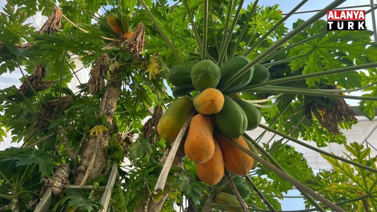 Papaya 2
