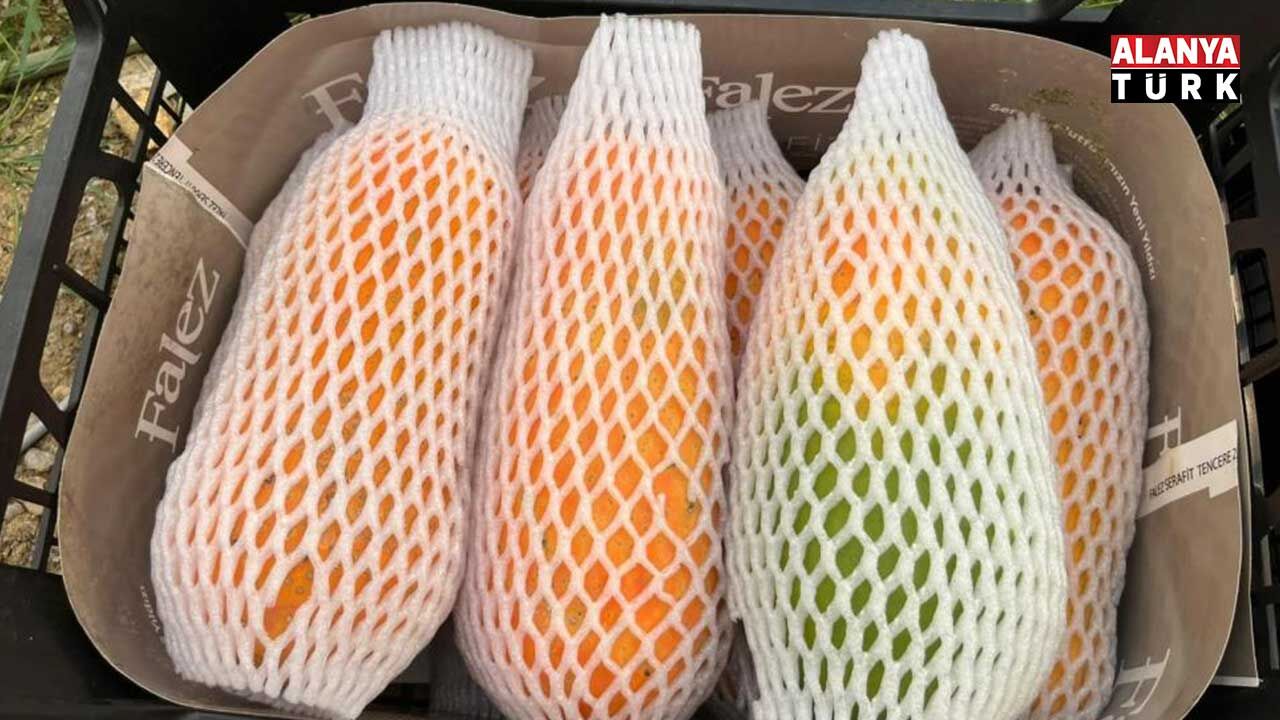 Papaya 3