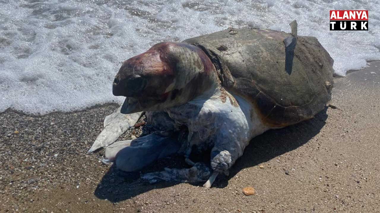 Caretta 2-1
