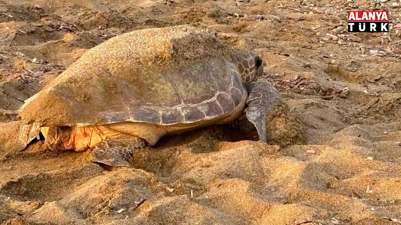 Caretta Çağrisi 4