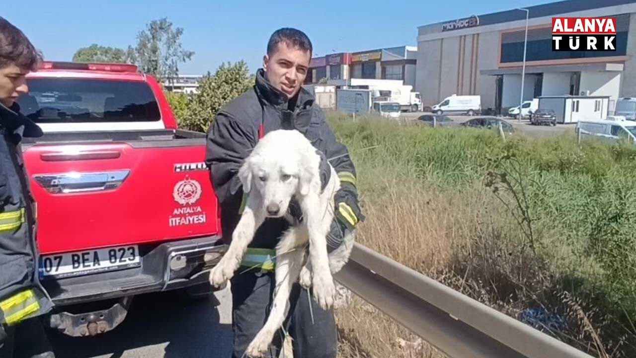 Köpek 2