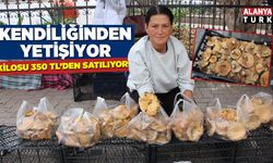 Ormanda sağanak yağmur altında kendiliğinden yetişiyor, kilogramı 350 TL'den satılıyor