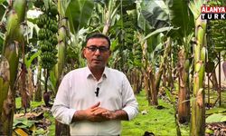 Tahir Göktepe: Muz fiyatı 40 TL’nin altına inerse üretim biter