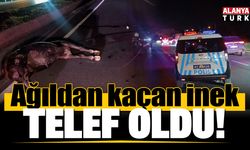 Ağıldan kaçan inek, araçların çarpması sonucu telef oldu