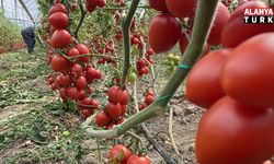 Kasım ayında domates ve sebze fiyat endeksinde büyük düşüş