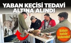 Bitkin halde bulunan yaban keçisi tedavi altına alındı