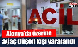 Alanya’da üzerine ağaç düşen kişi yaralandı