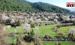 Badem ağaçları çiçek açtı, doğada renk cümbüşü yaşanıyor