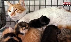 Kedi, köpeklere annelik ediyor
