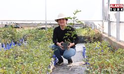 Alanya’nın coğrafi işaretli ürünü için 5 bin keçiboynuzu fidanı dağıtılacak