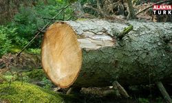 Alanya’da kestiği ağacın altında kalan kişi hayatını kaybetti