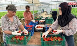 Almanya’da eğitim aldı, Türkiye’de "topraksız" başarıyı yakaladı: Hedef 100 ton çilek