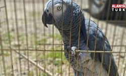 Antalya’da belgesiz papağan bulunduran işletme sahibine 15 bin TL ceza
