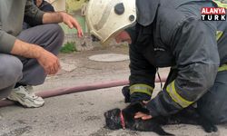 İtfaiye eri yangında dumandan etkilenen kediyi kalp masajı ile hayata döndürdü