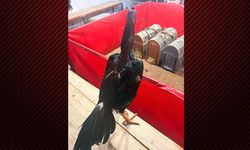 Alanya’da horoz dövüşüne jandarma baskını