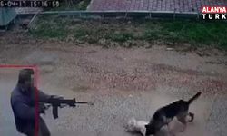 Kavga eden sokak köpeklerine tüfekle ateş edip bir köpeği öldürdü