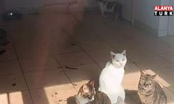 Kaymakamlık talimatıyla baskın! Dehşet evindeki hayvanlar kurtarıldı