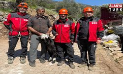 Mahsur Kalan Keçiler İçin Zorlu Kurtarma Operasyonu