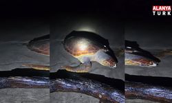 Antalya’da sahilde dev caretta caretta ölü bulundu