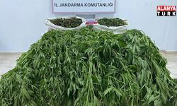 Serik’te Uyuşturucu Operasyonu: Serada Skunk Ele Geçirildi