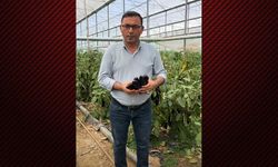 Tahir Göktepe’den patlıcan için ortak fiyat çağrısı