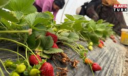 Tarla ile market rafları arasındaki farka üretici bile inanamıyor