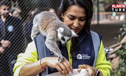 Antalya Doğal Yaşam Parkı’nda yavru lemur sevinci