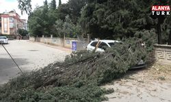 Antalya'da mezarlıktaki ağaç devrildi, park halindeki araç zarar gördü