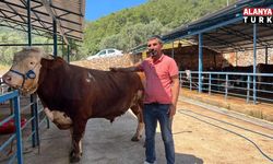 Alanya'da 1 ton 200 kilogramlık dana 450 bin TL'ye alıcı buldu