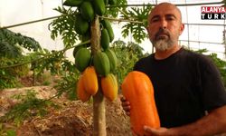 Alanya’da tropikal papaya meyvesinde hasat heyecanı