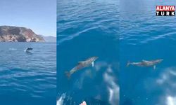 Alanya'da yunusların gösterisi turistleri hayran bıraktı