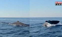 Alanya açıklarında balina görüldü