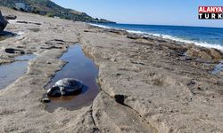 Alanya'da Sahilde 2 ölü caretta caretta bulundu