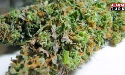 Depo olarak kullanılan iş yerinden 34 kilo skunk çıktı
