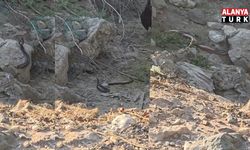 Yılanların çiftleşme dansı kamerada