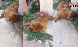 Kaymakamlıktan Anında Müdahale: Köpeğe Eziyet İddiasında Şüpheli Gözaltında