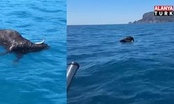 Alanya Kalesi açıklarında denizde ölü keçi bulundu