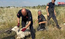 Otlarken kanalizasyon çukuruna düşen oğlak, çıkardığı sesle kurtuldu