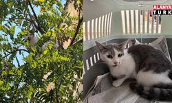 Alanya'da ağaçta mahsur kalan kedi kurtarıldı