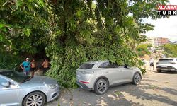 Alanya’da anıt ağaçtan kopan dal araçlara zarar verdi