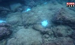 Antalya'da deniz dibinde çok sayıda ölü vatoz görüntülendi