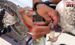 Alanya’da ayaklarına misina dolanan martıyı amatör balıkçılar kurtardı