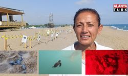 Manavgat'ta caretta caretta yavrularına koruma nöbeti