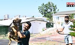 Muratpaşa'dan patili dostlara serin dokunuş