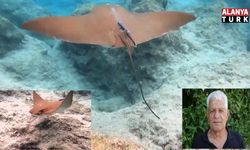 Atlantik kökenli inek burunlu vatoz Akdeniz'de ilk kez görüntülendi