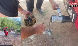 Alevlerden korunmak için kendini toprağa gömmeye çalışan kaplumbağayı ekipler kurtardı