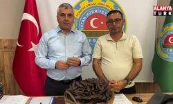 KEÇİBOYNUZUNDA TAVSİYE FİYAT AÇIKLANDI: SANAYİLİK ÜRÜN 30 TL, KALİTELİ ÜRÜN 75 TL