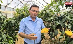 Göktepe’den ithal mango tepkisi