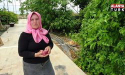 Evin çatısında tohumla başlayan yolculuk, tropikal meyve müzesine dönüştü